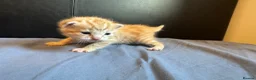 Mixed Breed cats for sale: Ginger kittens  - Advert 8
