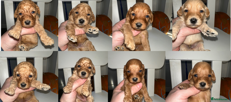 Goldendoodle dogs - Advert 2