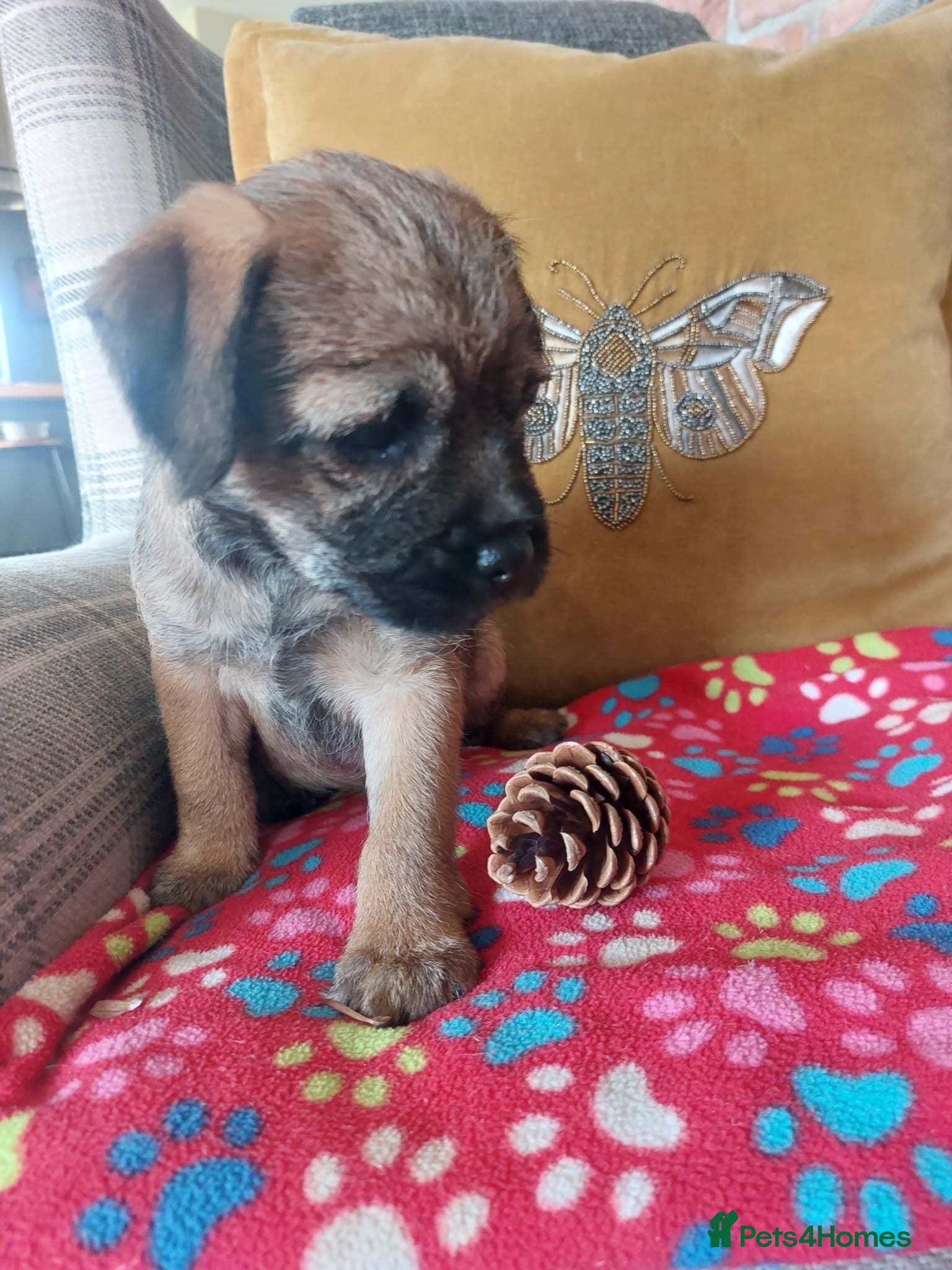 Border Terrier dogs Border Terrier KC reg SLEM Clear puppies  - Advert 2