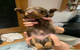Dachshund dogs for sale: Miniature dachshund pups  - Image 5