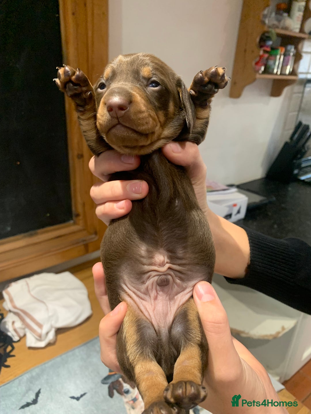 Dachshund dogs for sale: Miniature dachshund pups  - Image 5