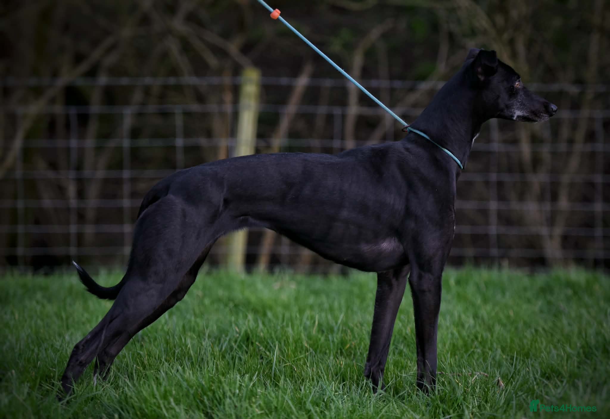 Lurcher dogs for sale: Collie whippet lab greys in Newton Aycliffe - Advert 2