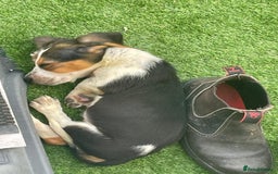 Basset Hound dogs for sale: Basset hound puppies for sale - Image 3