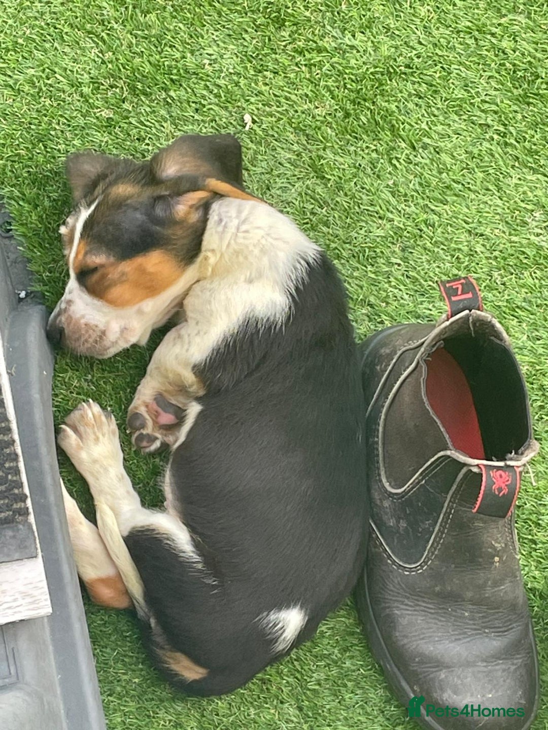 Basset Hound dogs for sale: Basset hound puppies for sale - Image 3
