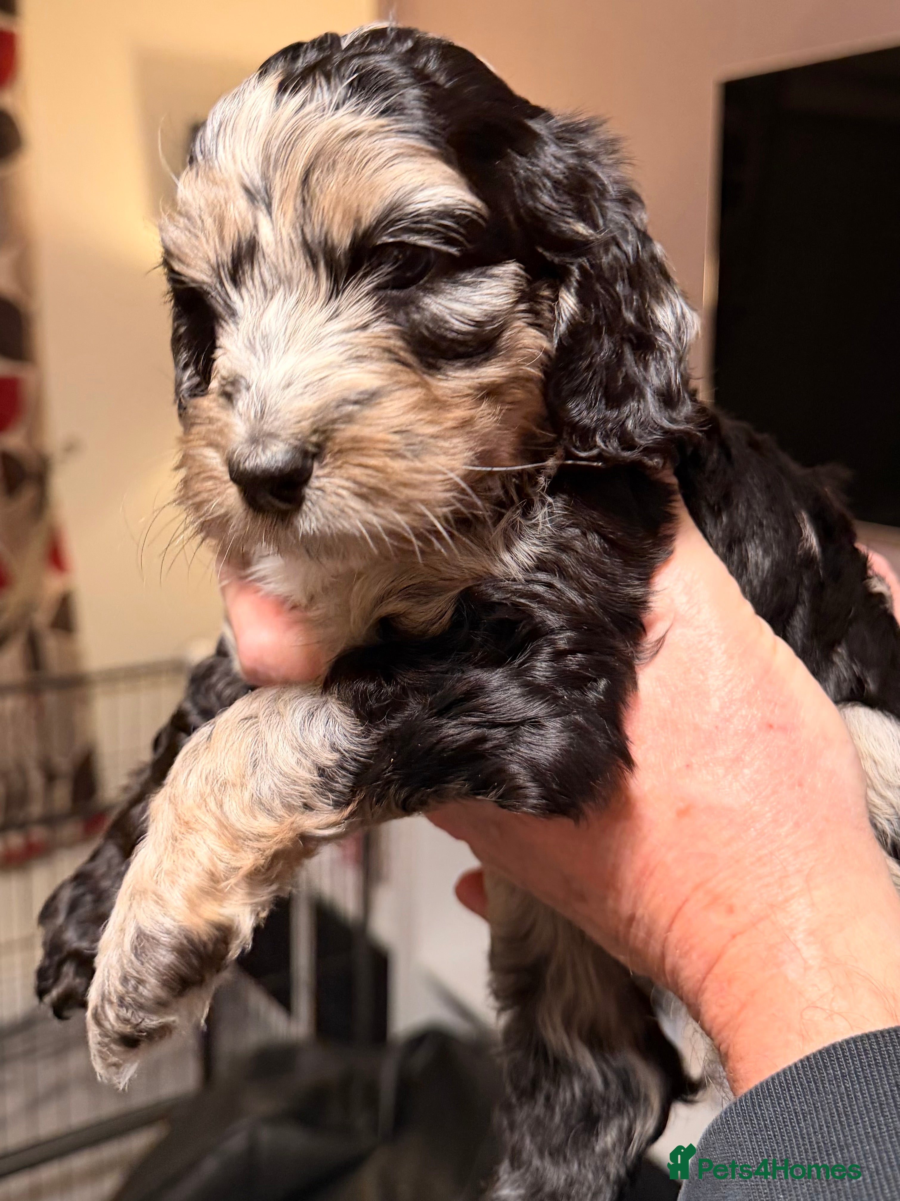 Cockapoo dogs F1 Cockapoo Puppies - Advert 5