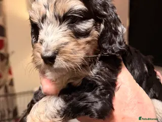 Cockapoo dogs F1 Cockapoo Puppies - Advert 5