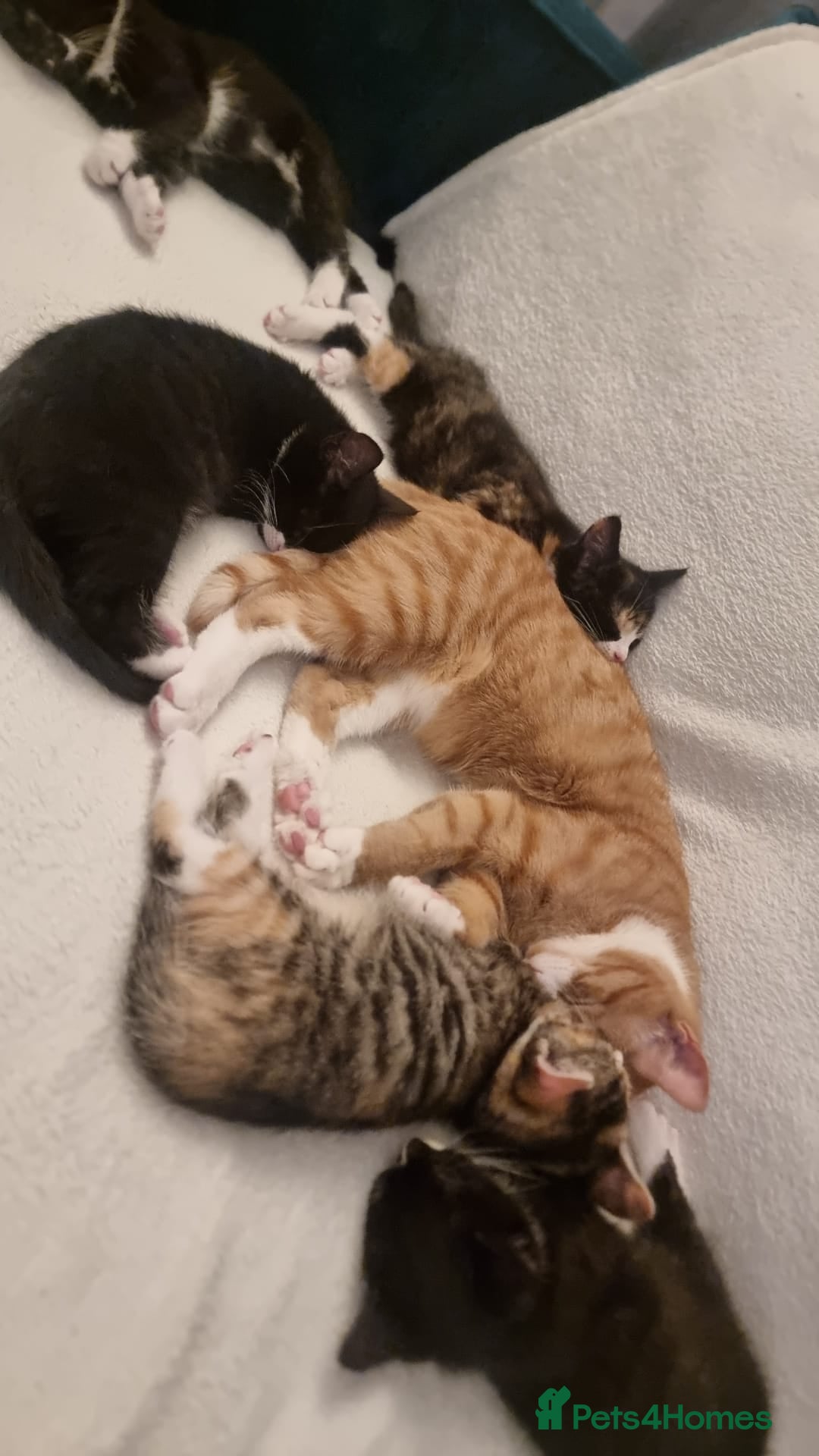Mixed Breed cats for sale: Ginger tuxedo kittens  - Advert 16