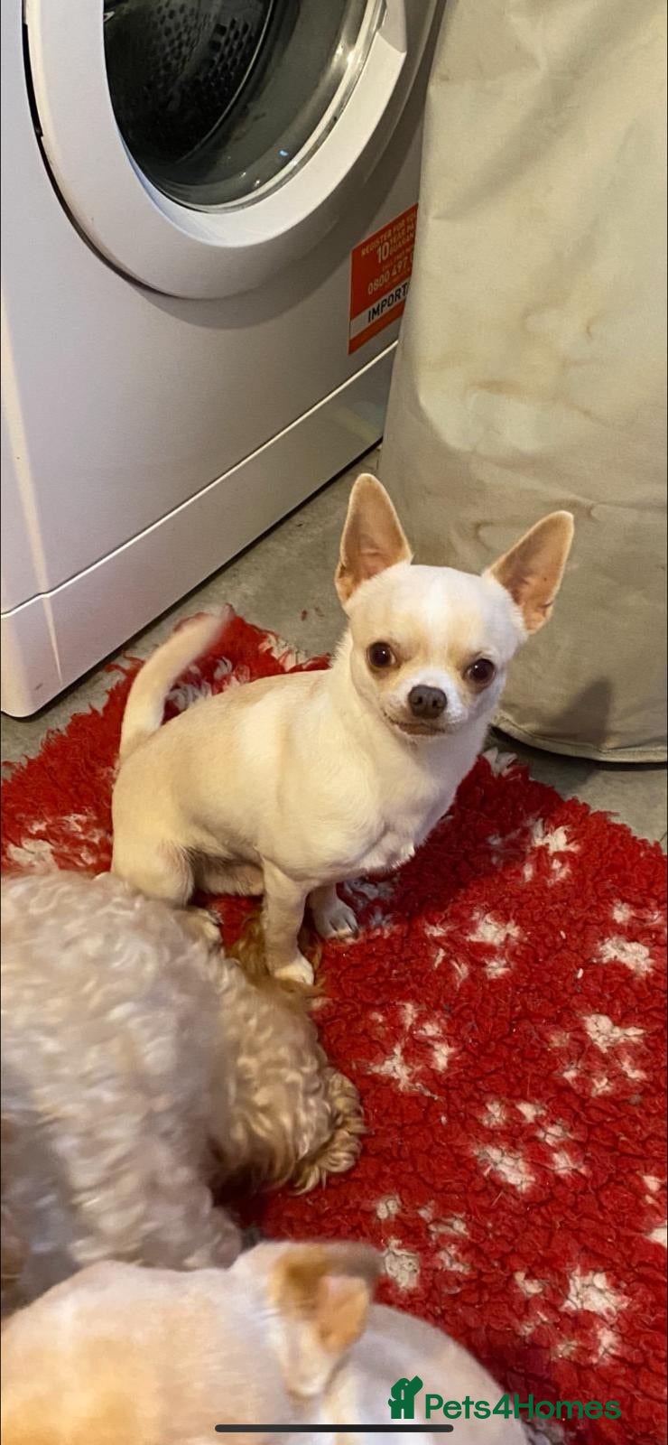 Chihuahua dogs kc stunning small boys stud only in Mansfield - Advert 1