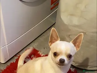 Chihuahua dogs kc stunning small boys stud only in Mansfield - Advert 15