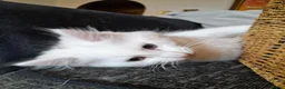 Mixed Breed cats for sale: 4 attractive Turkish Angora/Maine Coon kittens in Newquay - Advert 24
