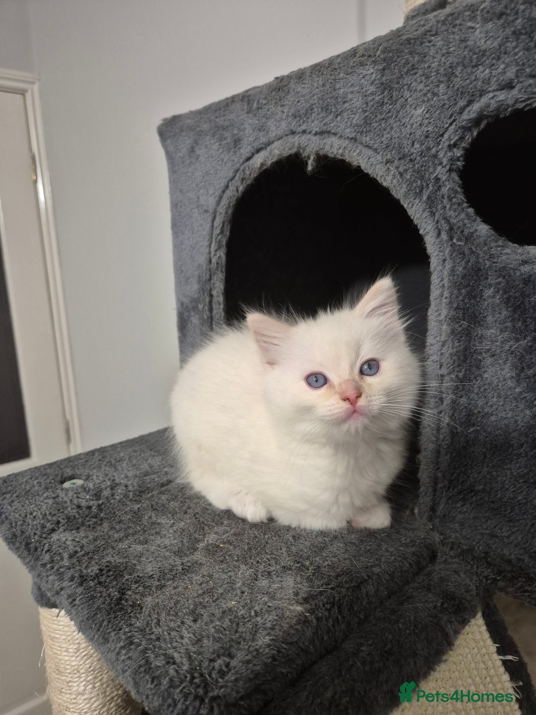 Ragdoll cats for sale: Pure ragdolls 2 flame point and 1 rare mink tortie - Image 3