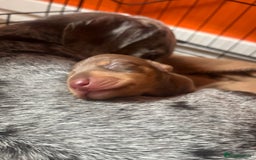 Miniature Dachshund dogs for sale: Beautiful chocolate and tan female  - Image 1