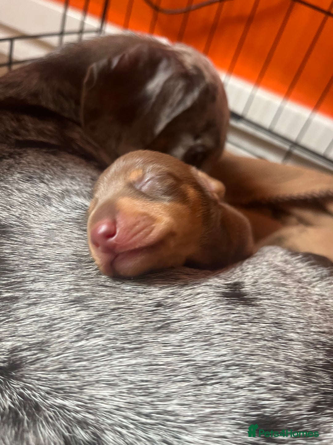 Miniature Dachshund dogs for sale: Beautiful chocolate and tan female  - Image 1