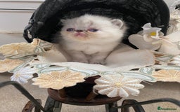 Exotic cats for sale: Outstanding exotic kittens  - Image 13