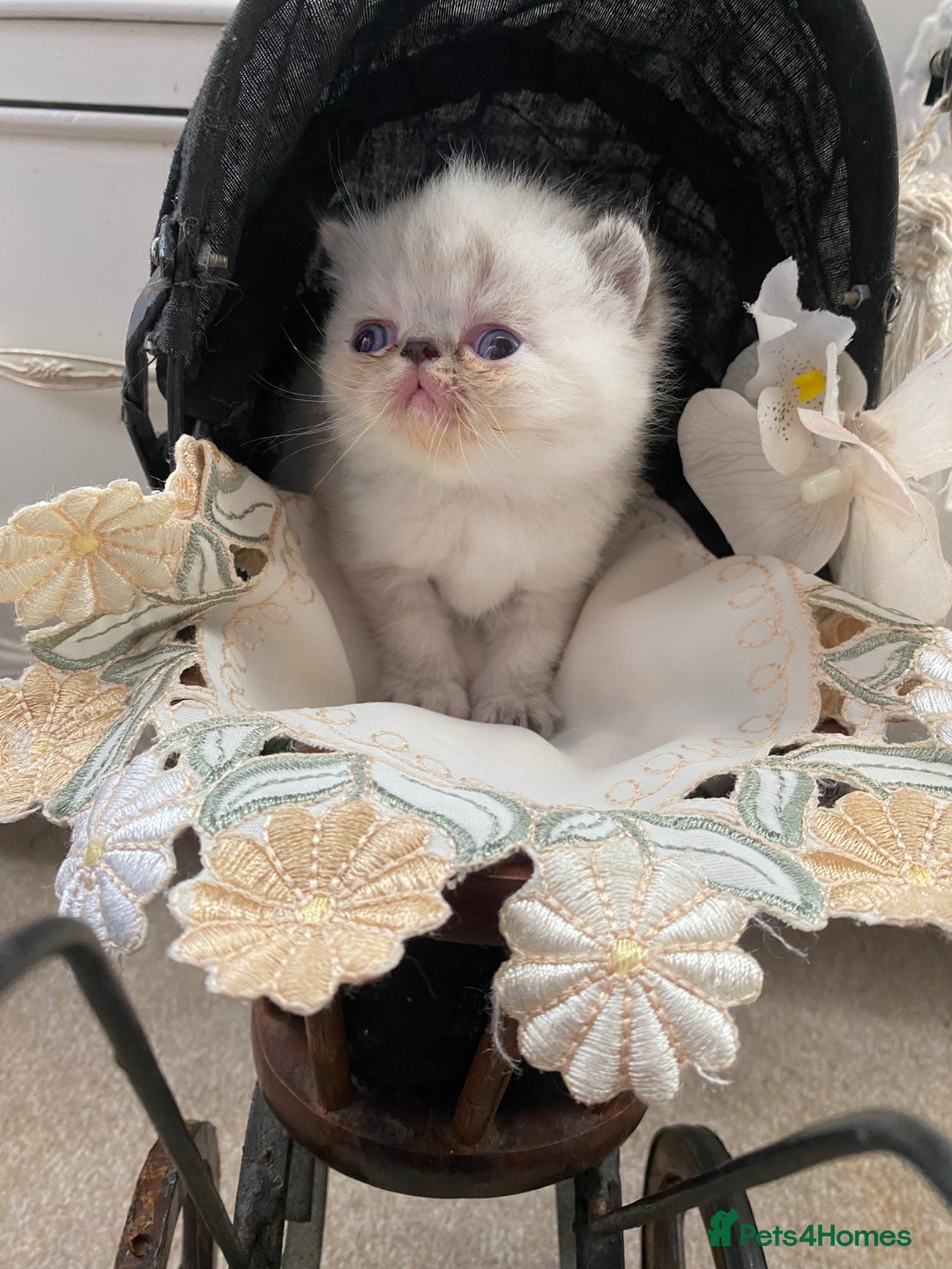 Exotic cats for sale: Outstanding exotic kittens  - Image 13