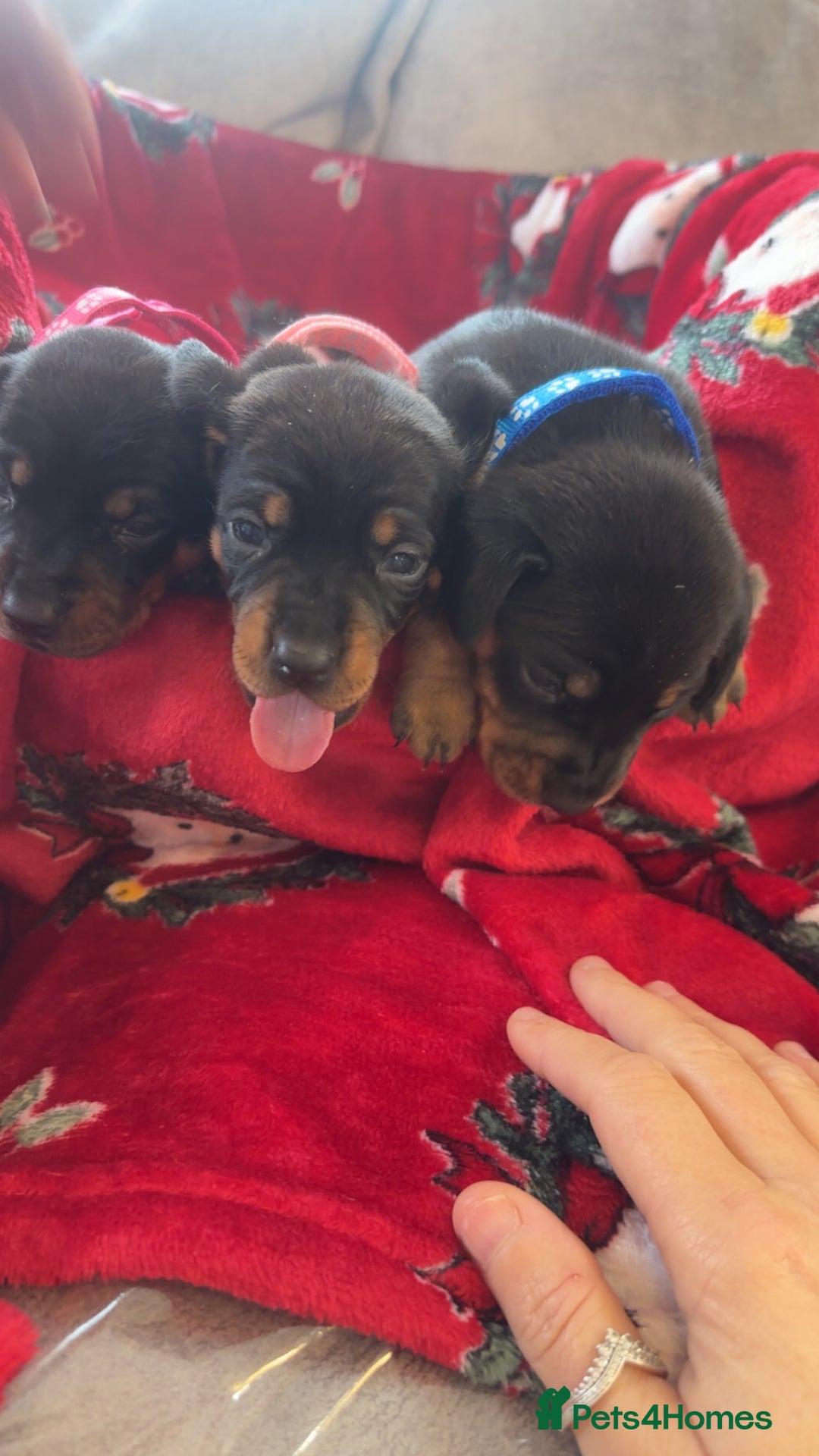 Dachshund dogs for sale: Lovely little Dashound puppies - Advert 6