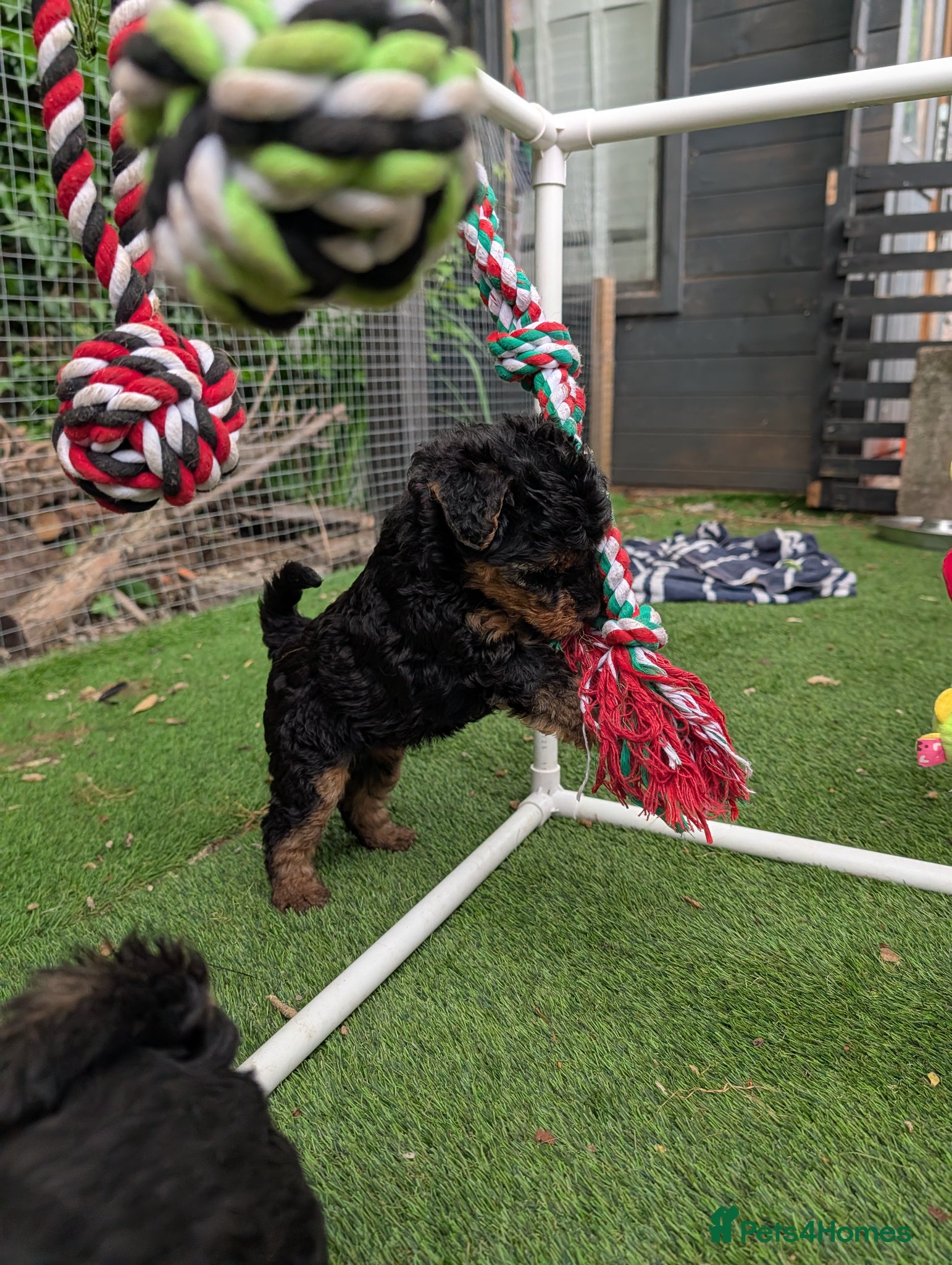 Welsh Terrier dogs for sale: Champion Lines KC Registered Welsh Terrier Puppies - Advert 6