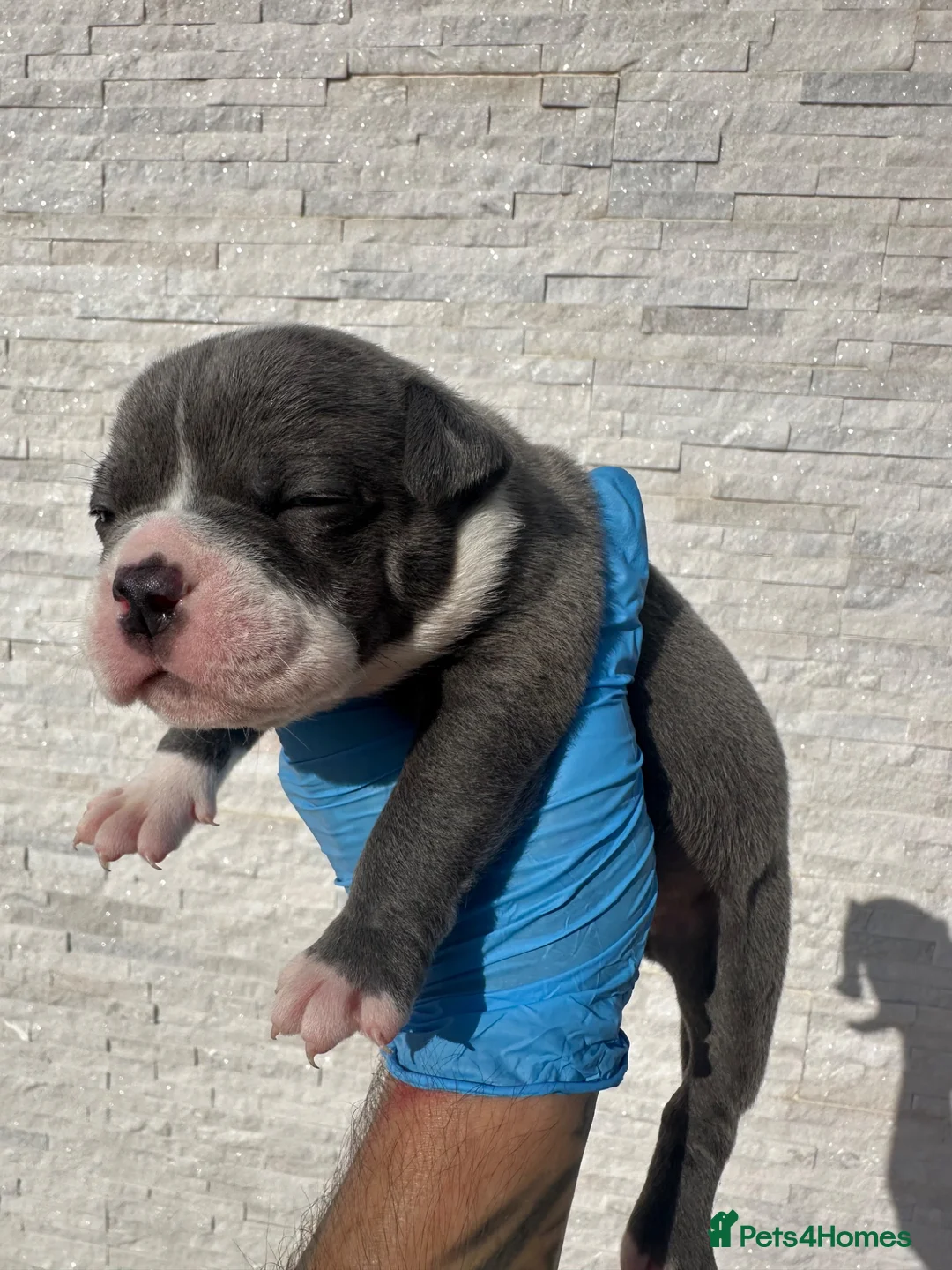 Old Tyme Bulldog dogs for sale: 23 years 5⭐️Licensed & Registered uk no1  - Advert 1