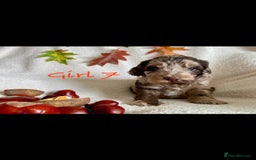 Cockapoo dogs for sale: Meet your new best friend!! - Image 9