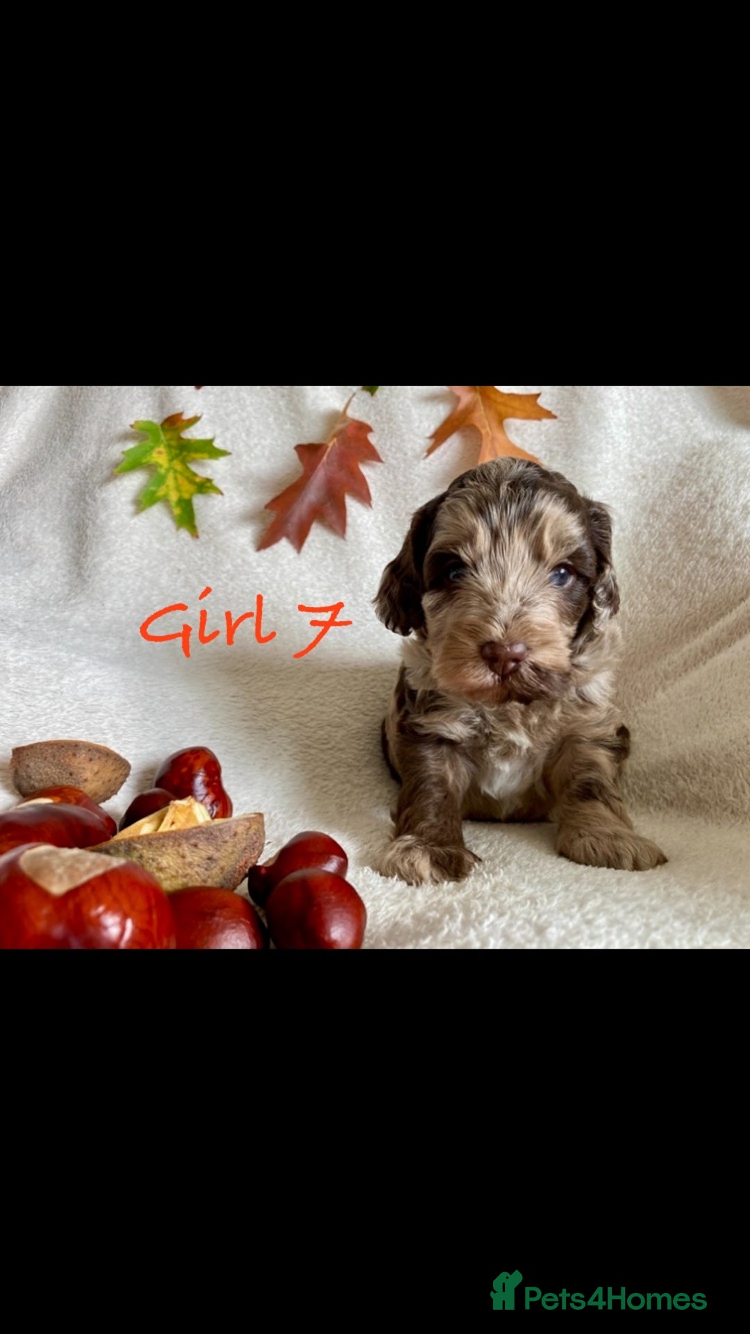 Cockapoo dogs for sale: Meet your new best friend!! - Image 9