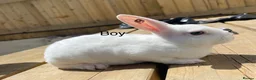 Rex rabbits for sale: 💖Pure bred mini Rex💖 - Advert 6