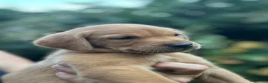 Labrador Retriever 3