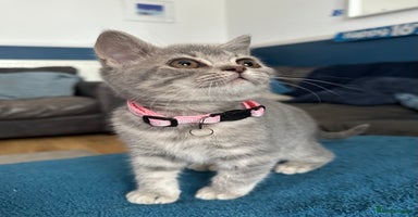British Shorthair cats - Advert 7