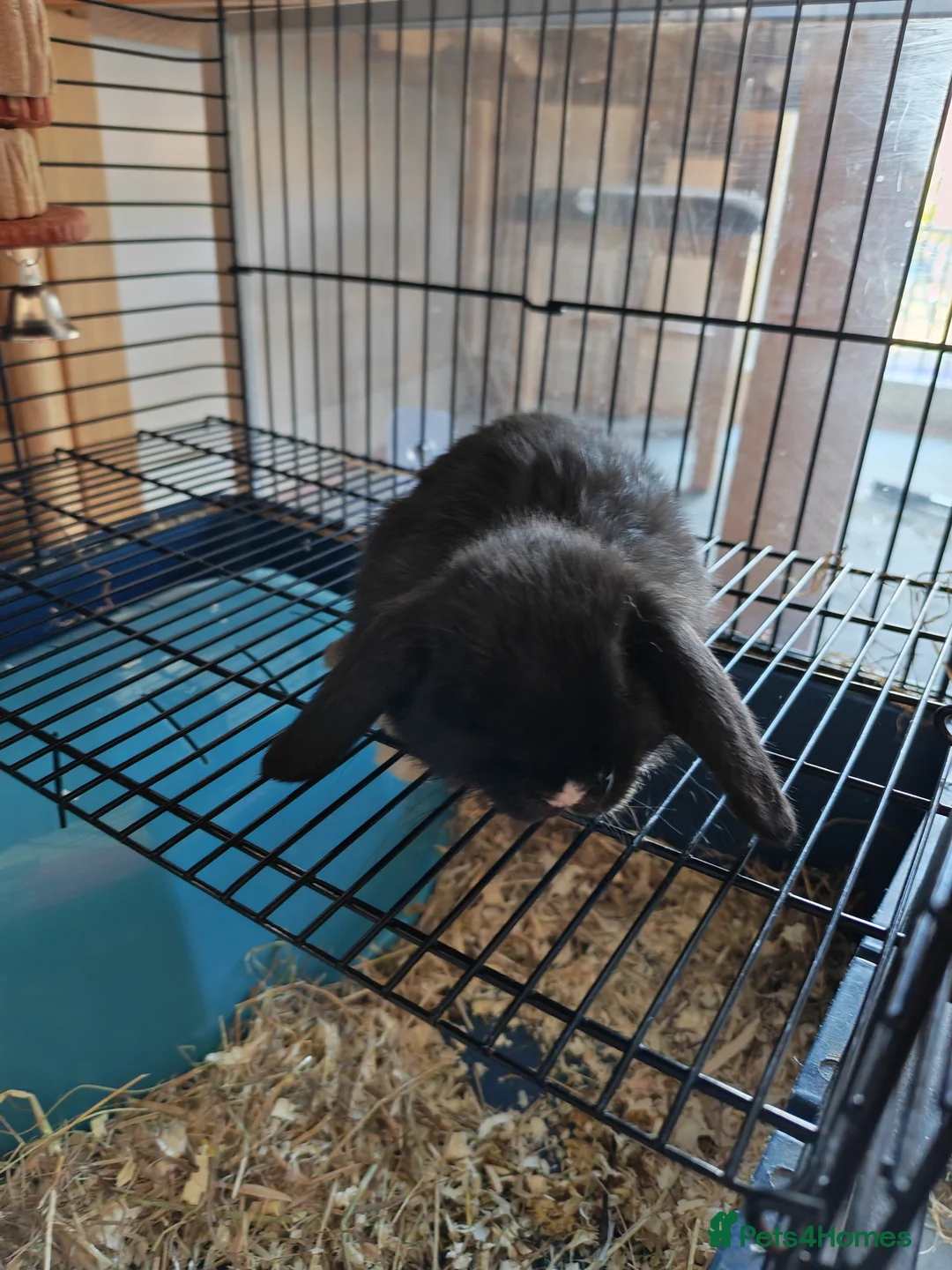 Mini Lop rabbits for sale: Pure Bred Mini Lops - Advert 2