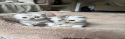 British Shorthair cats for sale: UNIQUE BSH x PERSIANS  - Advert 3
