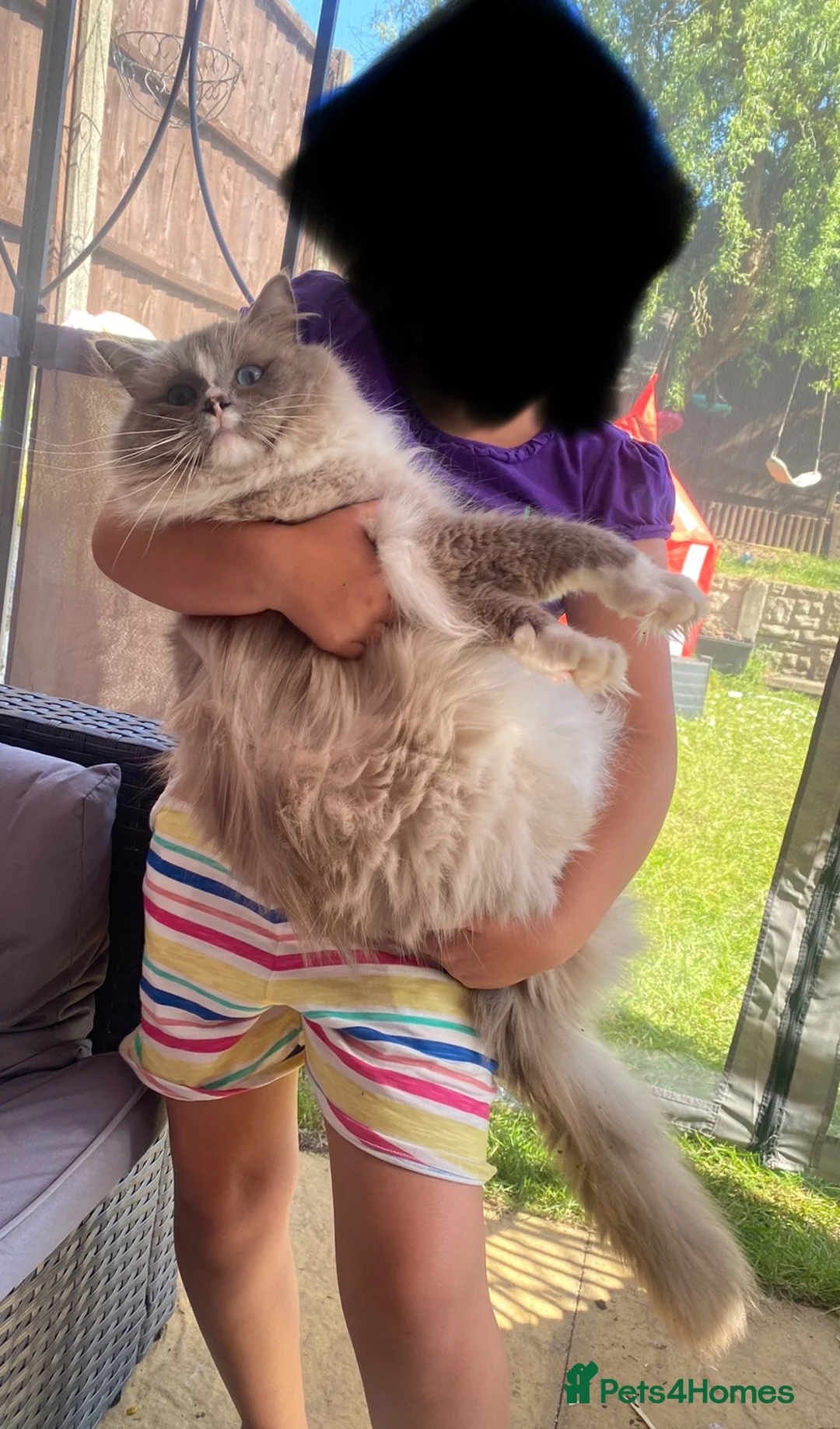 Ragdoll cats for stud: GCCF ACTIVE BLUE MITTED FOR STUD ONLY - Advert 1