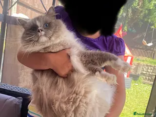 Ragdoll cats GCCF ACTIVE BLUE MITTED FOR STUD ONLY - Advert 9