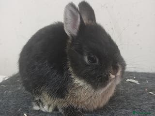 Netherland Dwarf rabbits netherland dwarf baby rabbits - Advert 1