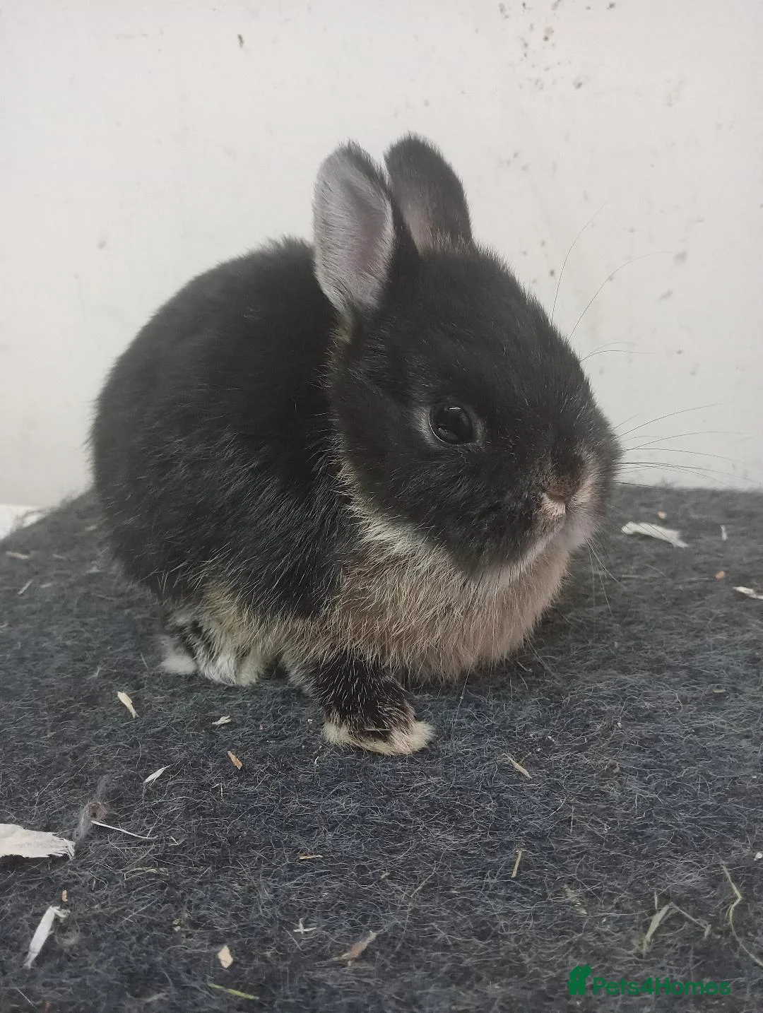 Netherland Dwarf rabbits for sale: netherland dwarf baby rabbits - Advert 1