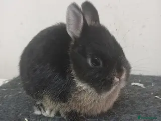 Netherland Dwarf rabbits netherland dwarf baby rabbits - Advert 7