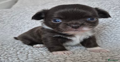 Chihuahua dogs - Advert 3
