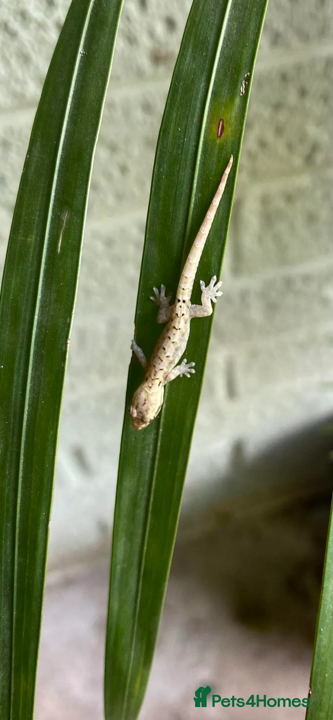 Gecko reptiles for sale: 6 x Mourning Geckos  - Advert 2