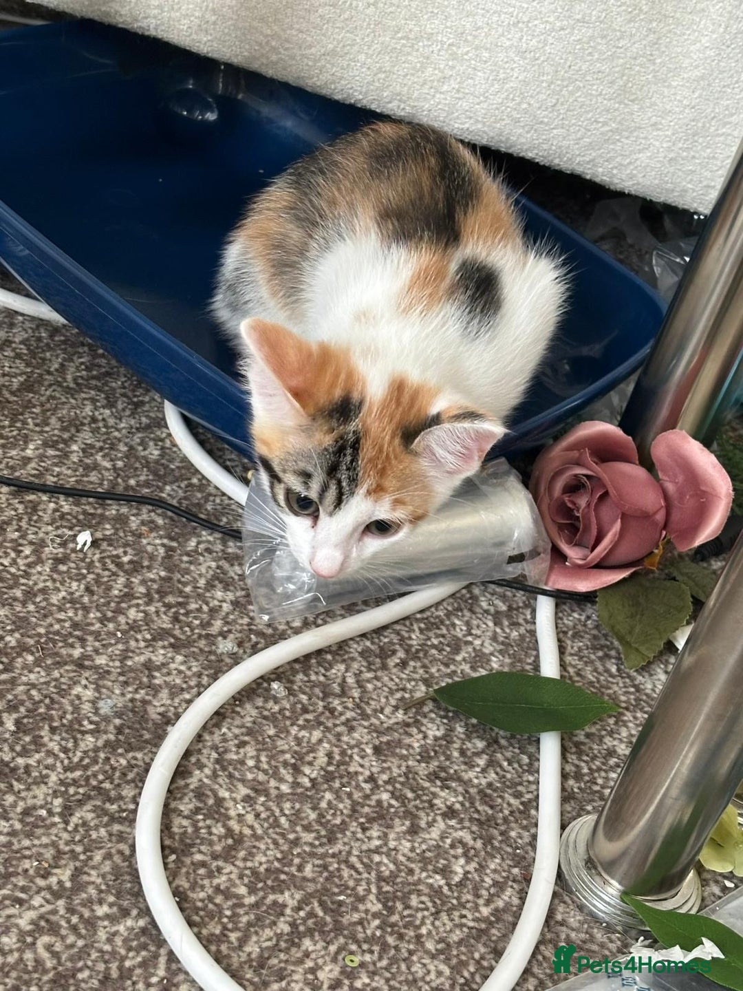 Mixed Breed cats for adoption: Rescue calico kitten in need of home - Image 6
