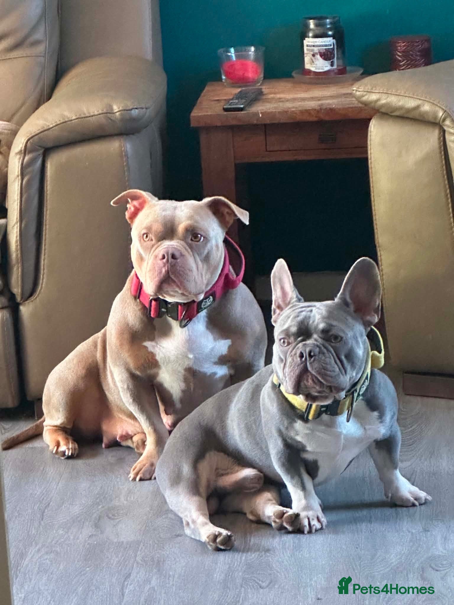 Mixed Breed dogs Pocket bully x french bulldog pups last two girls  - Advert 1