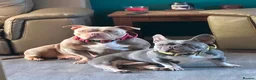 Mixed Breed dogs for sale: Pocket bully x french bulldog pups last two girls  - Advert 1