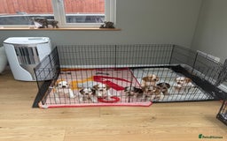 Cocker Spaniel dogs for sale: KC REG Showtype Cocker Spaniel LAST PUP ready 3/8 - Image 36