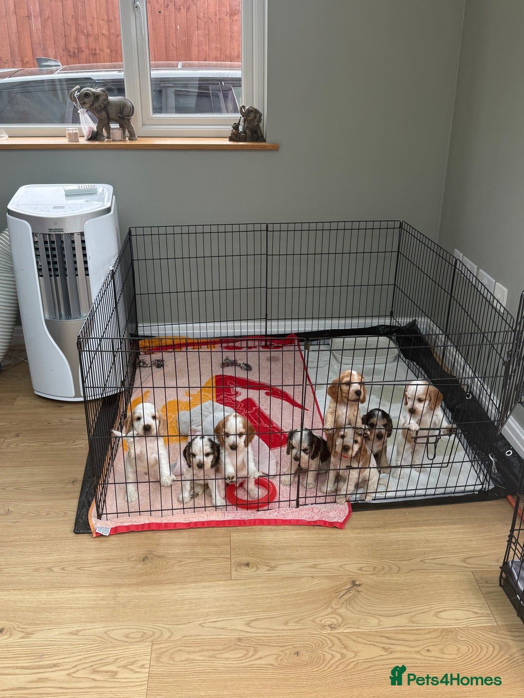 Cocker Spaniel dogs for sale: KC REG Showtype Cocker Spaniel LAST PUP ready 3/8 - Image 36