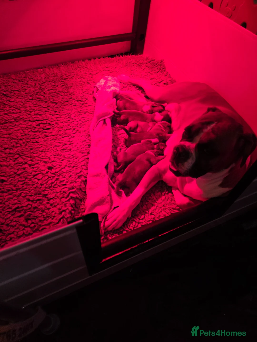 Boxer dogs for sale: Kc boxers puppies for sale - Advert 15