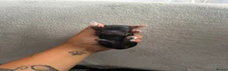 Miniature Dachshund dogs for adoption: Mini dachshunds  - Advert 3