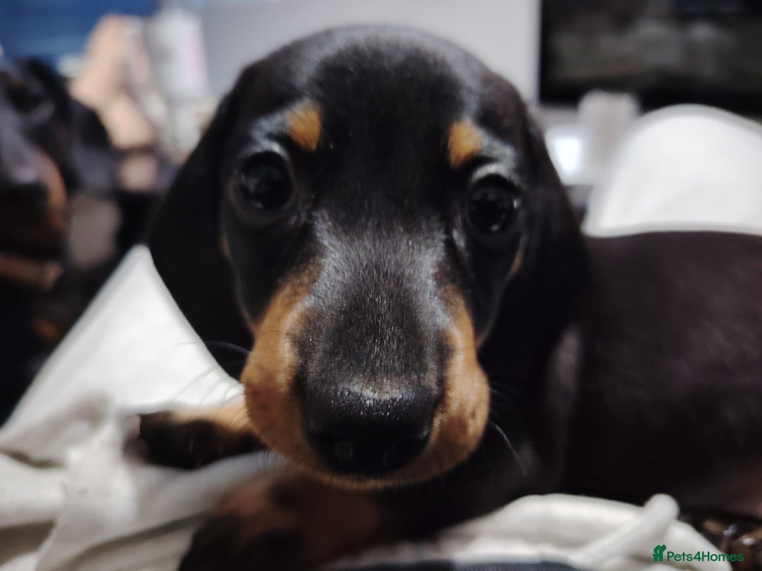 Dachshund dogs for sale: Smooth hair black and tan dachshund  - Image 8