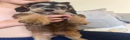 Labradoodle dogs for sale: Beautiful Aussie labradoodles  - Advert 10