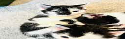 Mixed Breed cats for sale: Beautiful Black and White Kittens  - Advert 9