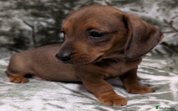 Miniature Dachshund dogs for sale: Quality KC / PRA Clear Minature Dachshund Puppies  - Image 8