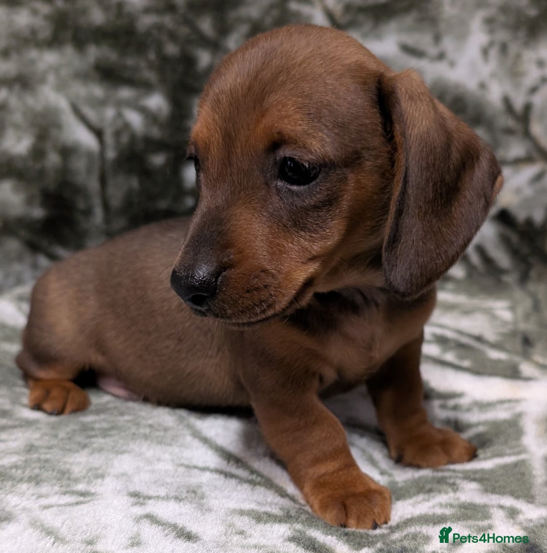 Miniature Dachshund dogs for sale: Quality KC / PRA Clear Minature Dachshund Puppies  - Image 8