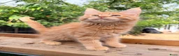 Maine Coon cats for sale: Stunning GCCF Maine Coons available  - Advert 31
