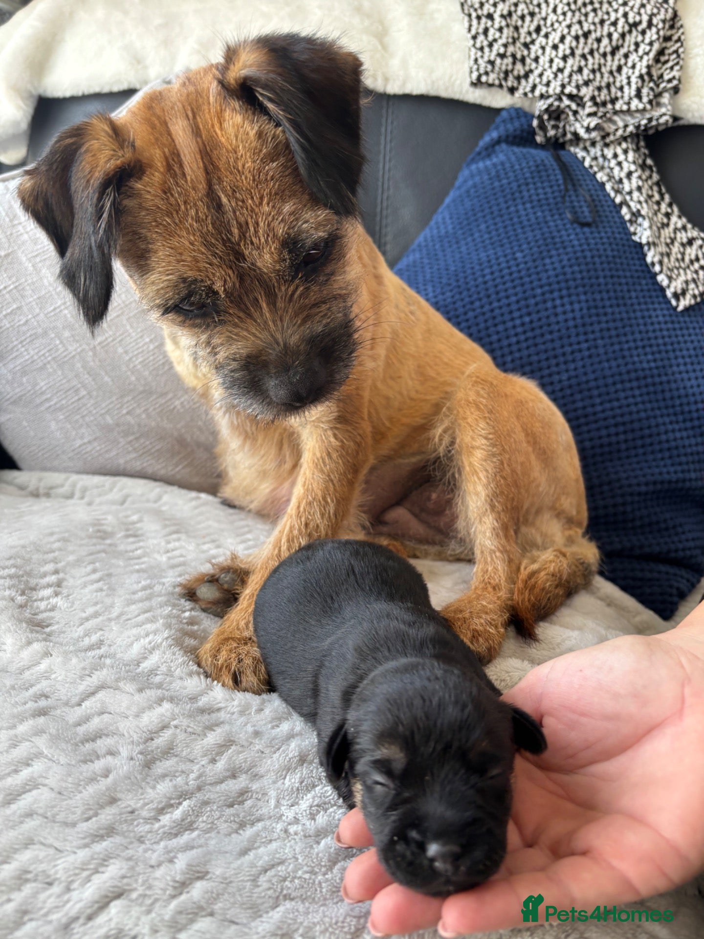 Border Terrier dogs Kc border terriers  - Advert 2